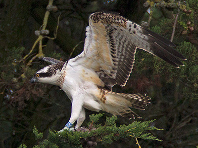 Osprey - Pandion haliaetus