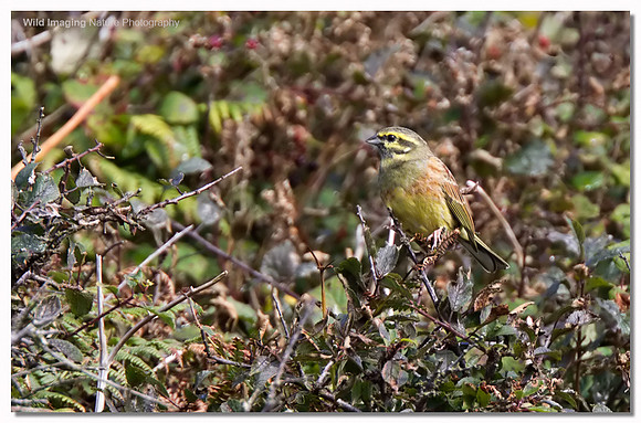 Cirl bunting - Emberiza cirlus