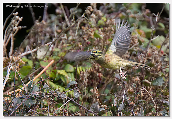 Cirl bunting - Emberiza cirlus