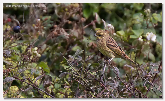 Cirl bunting - Emberiza cirlus