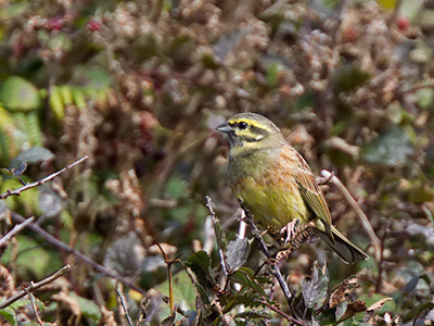 Cirl bunting - Emberiza cirlus