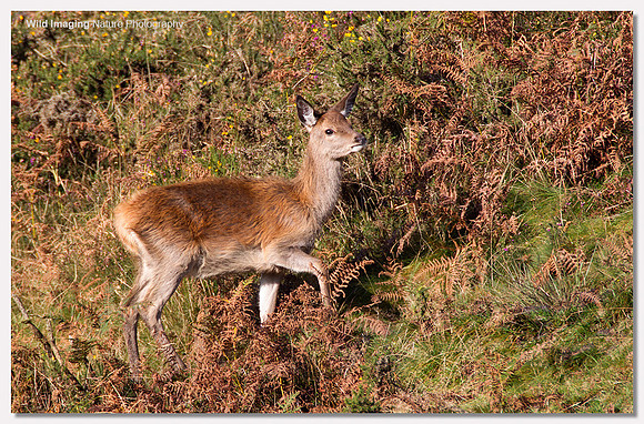 Red deer - Cervus elaphus