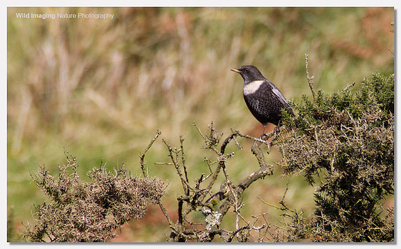 Ring ouzel - Turdus torquatus