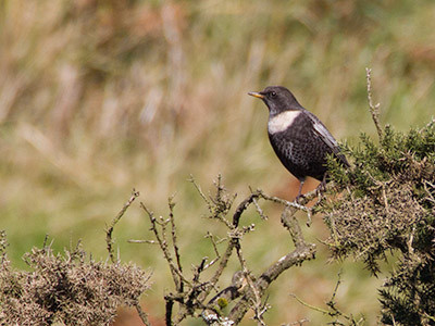 Ring ouzel - Turdus torquatus