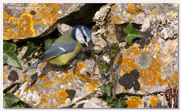 Blue tit - Parus caerulus