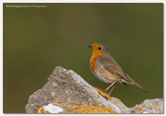 Robin - Erithacus rubecula