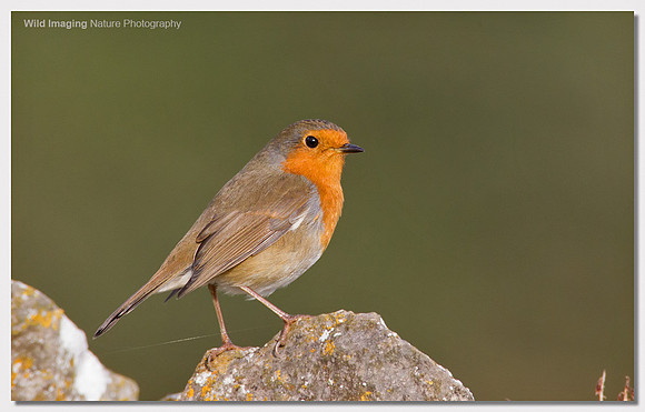 Robin - Erithacus rubecula