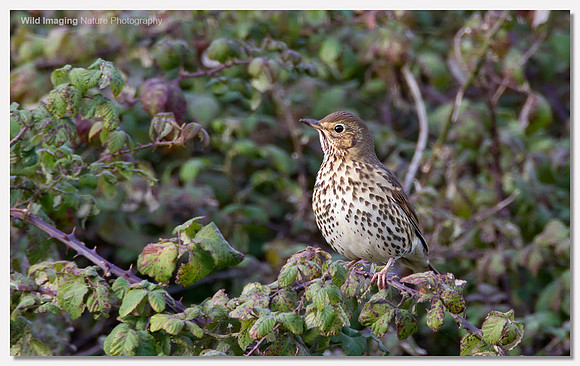 Song thrush - Turdus philomelos