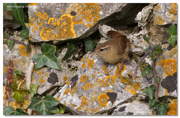 Wren - Troglodytes troglodytes
