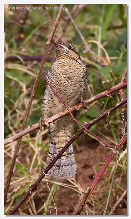 Wryneck - Jynx torquilla