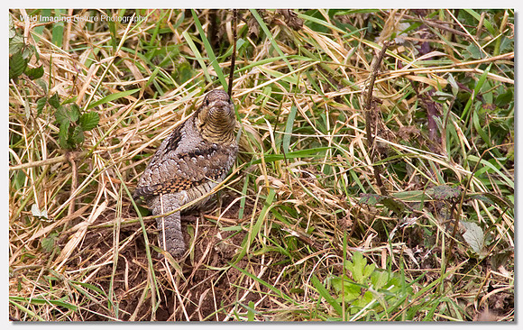 Wryneck - Jynx torquilla