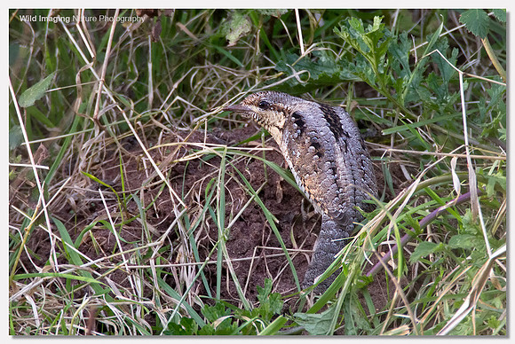 Wryneck - Jynx torquilla