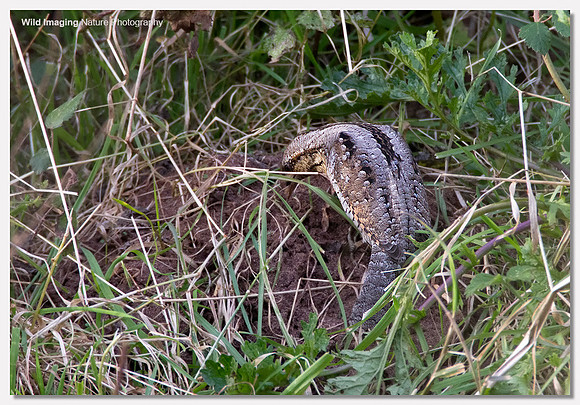 Wryneck - Jynx torquilla