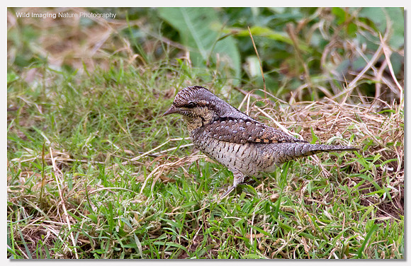Wryneck - Jynx torquilla