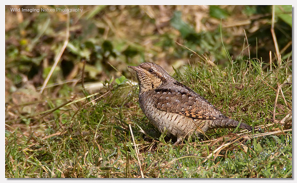 Wryneck - Jynx torquilla