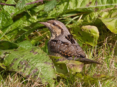 Wryneck - Jynx torquilla