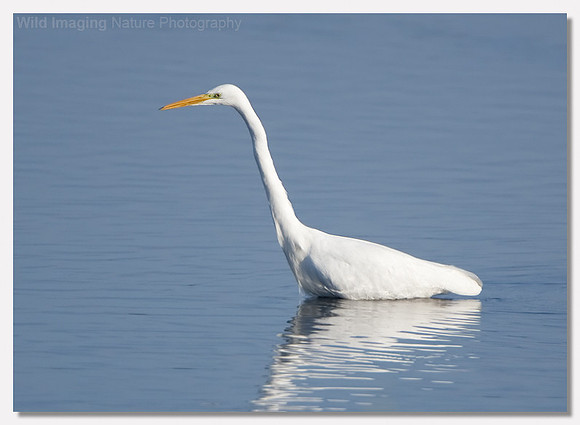 Great white egret - Ardea alba