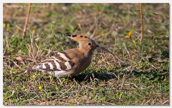Hoopoe - Upupa epops