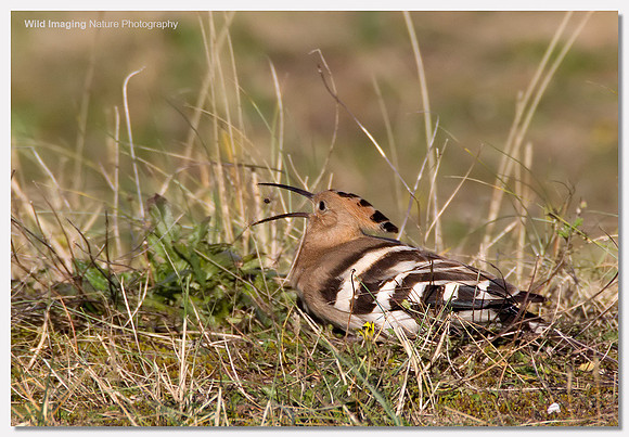 Hoopoe - Upupa epops
