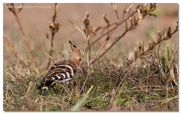 Hoopoe - Upupa epops
