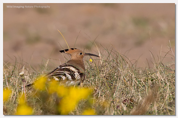 Hoopoe - Upupa epops