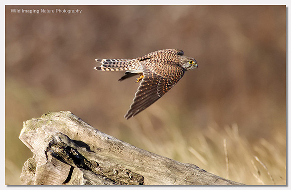 Kestrel - Falco tinnunculus
