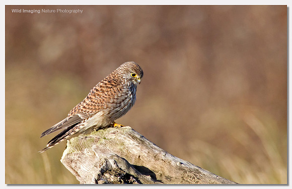 Kestrel - Falco tinnunculus