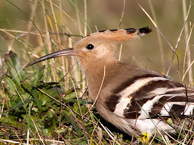 Hoopoe - Upupa epops