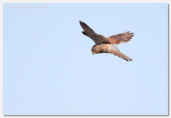 Kestrel - Falco tinnunculus