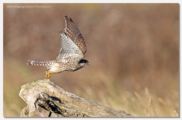 Kestrel - Falco tinnunculus