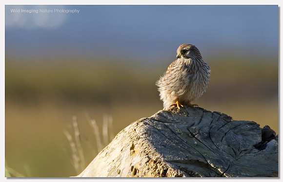 Kestrel - Falco tinnunculus