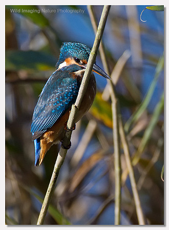 Kingfisher - Alcedo atthis