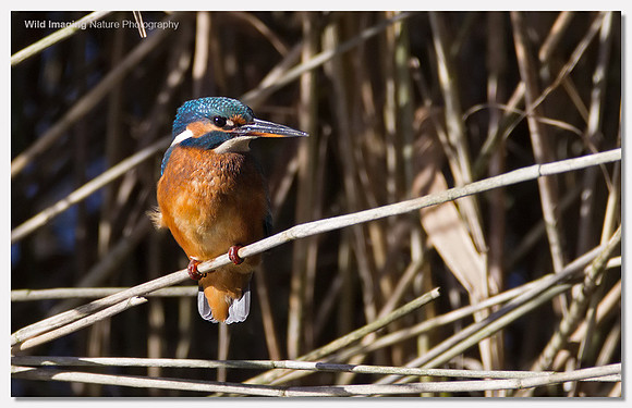Kingfisher - Alcedo atthis