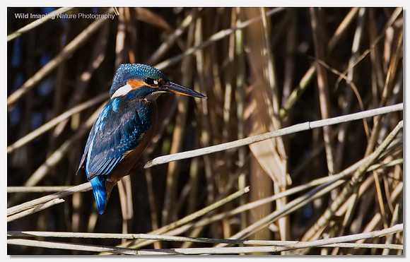 Kingfisher - Alcedo atthis