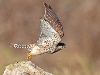 Kestrel - Falco tinnunculus