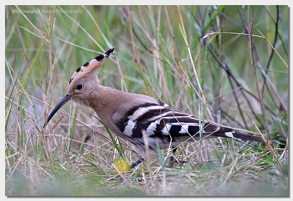 Hoopoe - Upupa epops