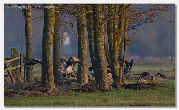 Common crane - Grus grus