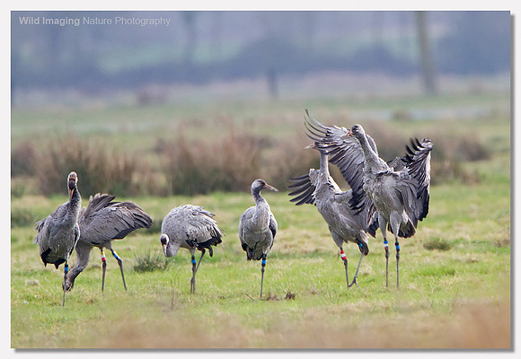 Common crane - Grus grus