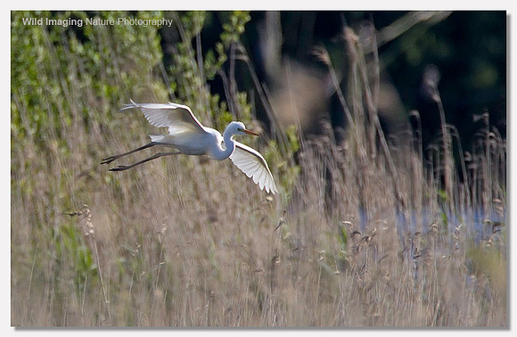 Great white egret - Ardea alba