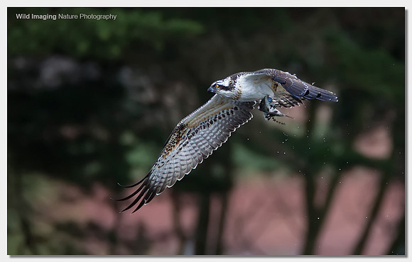 Osprey - Pandion haliaetus