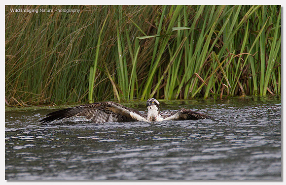 Osprey - Pandion haliaetus