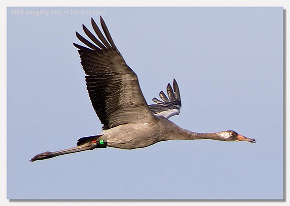 Common crane - Grus grus