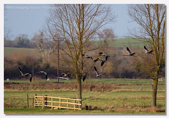 Common crane - Grus grus