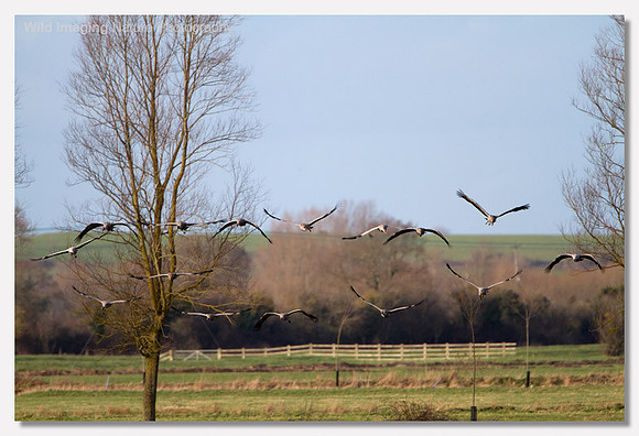 Common crane - Grus grus