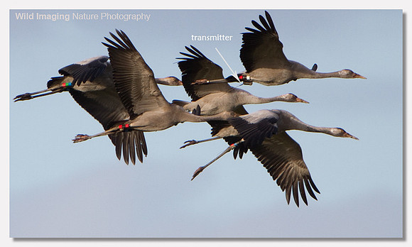 Common crane - Grus grus