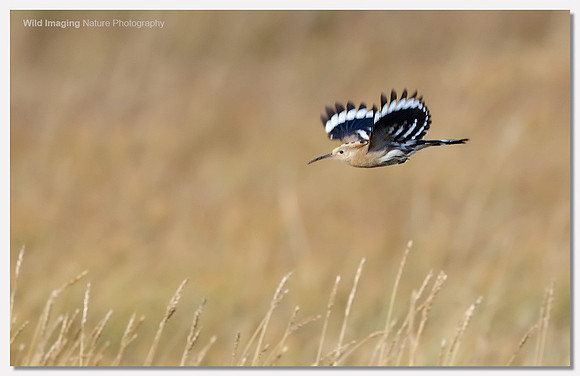Hoopoe - Upupa epops