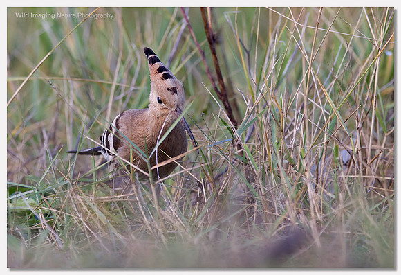 Hoopoe - Upupa epops