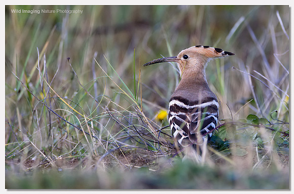 Hoopoe - Upupa epops