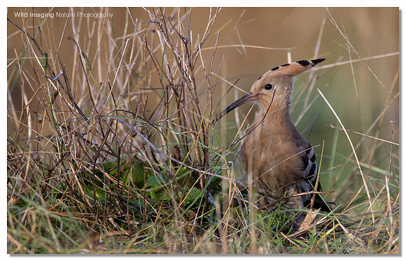 Hoopoe - Upupa epops