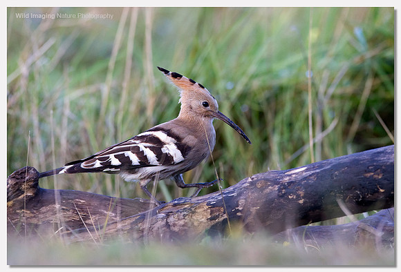 Hoopoe - Upupa epops